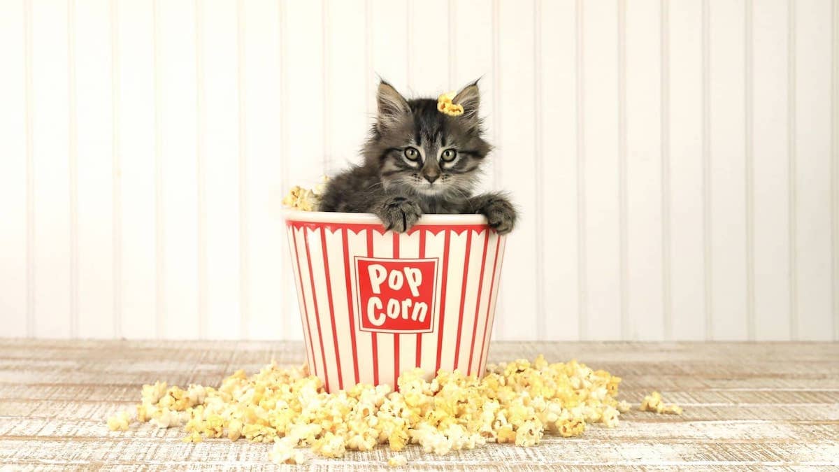 Error 404 - Cat in Popcorn