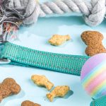 15 beste katten accessoires die je kat doet spinnen van geluk