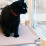 Hoe kies je het juiste kattenbed?